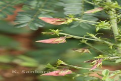 Crotalaria paniculata var. paniculata